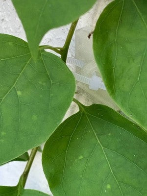Trellis Anchors 50 Pack Clear Adhesive No-Drill Climbing Plant Vine Support