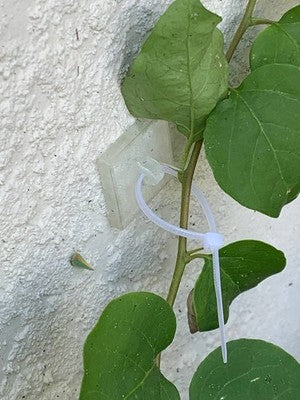 Trellis Anchors 50 Pack Clear Adhesive No-Drill Climbing Plant Vine Support